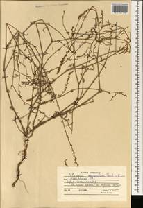 Polygonum argyrocoleum Steud. ex Kunze, South Asia, South Asia (Asia outside ex-Soviet states and Mongolia) (ASIA) (Afghanistan)