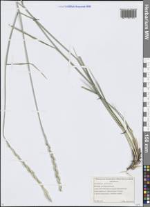 Thinopyrum intermedium (Host) Barkworth & D.R.Dewey, Eastern Europe, Moscow region (E4a) (Russia)