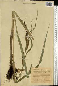 Carex riparia Curtis, Eastern Europe, Moscow region (E4a) (Russia)