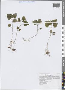 Circaea alpina L., Siberia, Russian Far East (S6) (Russia)