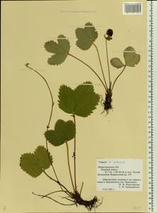 Fragaria ×ananassa (Weston) Rozier, Eastern Europe, Volga-Kama region (E7) (Russia)