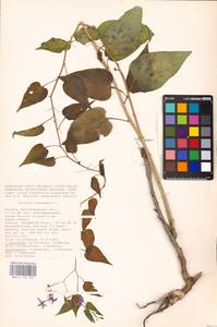 MHA 0 158 703, Solanum dulcamara L., Eastern Europe, Lower Volga region (E9) (Russia)