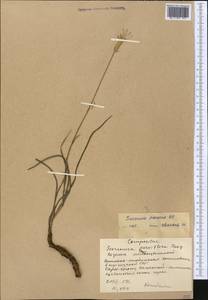 Pseudopodospermum pubescens (DC.) Zaika, Sukhor. & N. Kilian, Middle Asia, Western Tian Shan & Karatau (M3) (Kyrgyzstan)