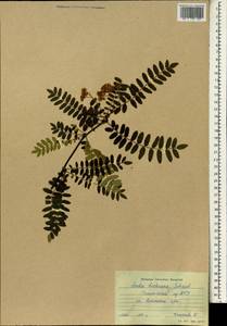 Sorbus koehneana C. K. Schneid., Botanic gardens and arboreta (GARD) (Russia)