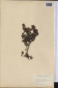 Clinopodium bucheri (P.Wilson) Harley, America (AMER) (Cuba)