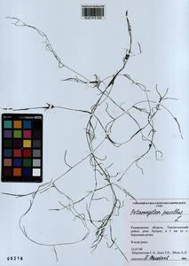 Potamogeton pusillus L., Siberia, Altai & Sayany Mountains (S2) (Russia)