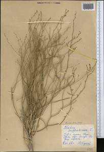 Limonium suffruticosum (L.) Kuntze, Middle Asia, Caspian Ustyurt & Northern Aralia (M8) (Kazakhstan)