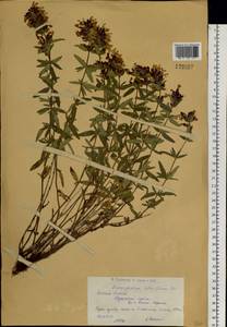 Dracocephalum integrifolium Bunge, Siberia, Western (Kazakhstan) Altai Mountains (S2a) (Kazakhstan)