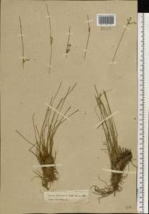 Juncus filiformis L., Eastern Europe, Moscow region (E4a) (Russia)