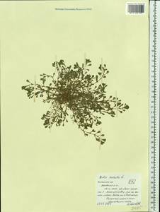 Lythrum portula (L.) D. A. Webb, Eastern Europe, Central region (E4) (Russia)