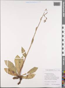 Crepis pannonica (Jacq.) C. Koch, Eastern Europe, Middle Volga region (E8) (Russia)