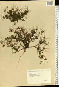 Erodium cicutarium (L.) L'Hér., Eastern Europe, South Ukrainian region (E12) (Ukraine)