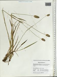 Phleum alpinum L., Eastern Europe, Northern region (E1) (Russia)