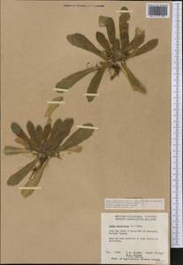 Draba hyperborea (L.) Desv., America (AMER) (Canada)