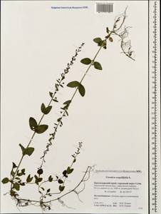 Veronica serpyllifolia L., Caucasus, Krasnodar Krai & Adygea (K1a) (Russia)