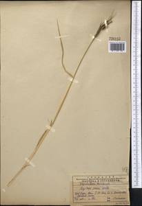Aegilops crassa Boiss. ex Hohen., Middle Asia, Western Tian Shan & Karatau (M3) (Kazakhstan)