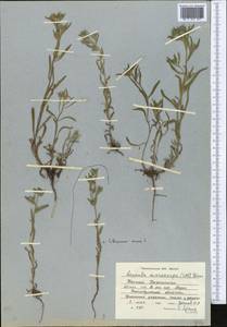 Lappula microcarpa (Ledeb.) Gürke, Middle Asia, Muyunkumy, Balkhash & Betpak-Dala (M9) (Kazakhstan)