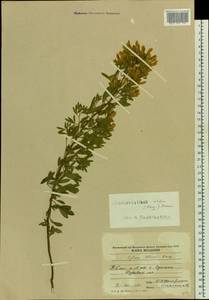 Cytisus albus Hacq., Eastern Europe, Moldova (E13a) (Moldova)
