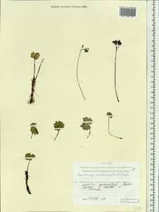 Micranthes nelsoniana var. insularis (Hultén) Gornall & H. Ohba, Siberia, Chukotka & Kamchatka (S7) (Russia)