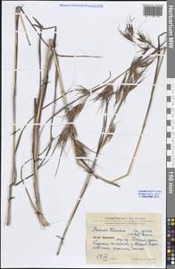 Themeda triandra Forssk., South Asia, South Asia (Asia outside ex-Soviet states and Mongolia) (ASIA) (China)