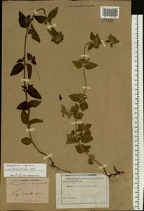 Clinopodium vulgare L., Eastern Europe, North Ukrainian region (E11) (Ukraine)