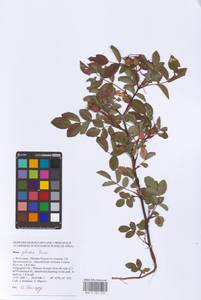Rosa glauca Pourr., Eastern Europe, Lower Volga region (E9) (Russia)
