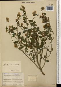 Heliotropium suaveolens, Caucasus, Krasnodar Krai & Adygea (K1a) (Russia)