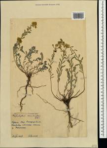 Haplophyllum suaveolens (DC.) G. Don, Crimea (KRYM) (Russia)