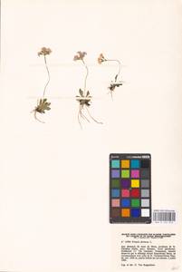 Primula farinosa L., Western Europe (EUR) (Italy)