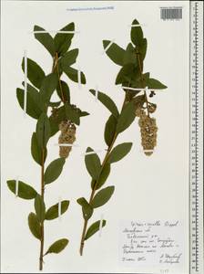 Spiraea × rosalba Dippel, Eastern Europe, Moscow region (E4a) (Russia)