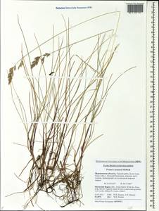 Festuca rubra L., Eastern Europe, Northern region (E1) (Russia)