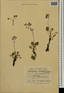 Micranthes melaleuca (Fischer) Losinsk., Mongolia (MONG) (Mongolia)