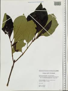 Syringa villosa subsp. wolfii (C.K.Schneid.) Jin Y.Chen & D.Y.Hong, Siberia, Russian Far East (S6) (Russia)