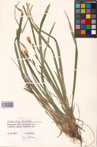 Carex brevicollis DC., Eastern Europe, Moldova (E13a) (Moldova)