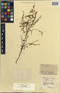 Artemisia maritima L., Eastern Europe, South Ukrainian region (E12) (Ukraine)