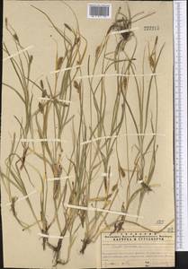 Carex panicea L., Middle Asia, Northern & Central Tian Shan (M4) (Kazakhstan)