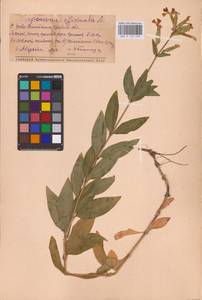 Saponaria officinalis L., Eastern Europe, Middle Volga region (E8) (Russia)