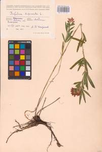 Trifolium lupinaster L., Eastern Europe, Central forest-and-steppe region (E6) (Russia)