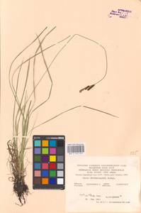 Carex nigra (L.) Reichard, Eastern Europe, Central forest-and-steppe region (E6) (Russia)