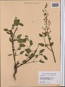 Scrophularia laciniata Waldst. & Kit., Western Europe (EUR) (Montenegro)