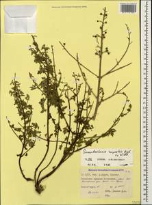Scrophularia variegata subsp. rupestris (M. Bieb. ex Willd.) Grau, Caucasus, North Ossetia, Ingushetia & Chechnya (K1c) (Russia)