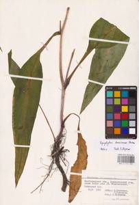 Symphytum tanaicense Steven, Eastern Europe, Lower Volga region (E9) (Russia)