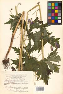 Aconitum fischeri Rchb., Siberia, Chukotka & Kamchatka (S7) (Russia)