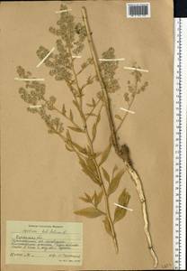 Lepidium latifolium L., Eastern Europe, South Ukrainian region (E12) (Ukraine)