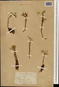 Colchicum, South Asia, South Asia (Asia outside ex-Soviet states and Mongolia) (ASIA) (Turkey)