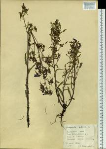 Campanula sibirica L., Siberia, Altai & Sayany Mountains (S2) (Russia)