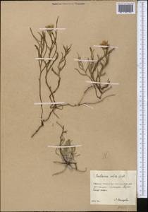 Phalacrachaena calva (Ledeb.) Iljin, Middle Asia, Northern & Central Kazakhstan (M10) (Kazakhstan)