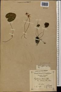 Cyclamen colchicum (Albov) Albov, Caucasus, Black Sea Shore (from Novorossiysk to Adler) (K3) (Russia)