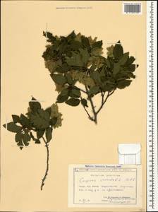 Carpinus orientalis Mill., Caucasus, Georgia (K4) (Georgia)