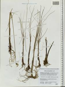 Allium anisopodium Ledeb., Siberia, Baikal & Transbaikal region (S4) (Russia)